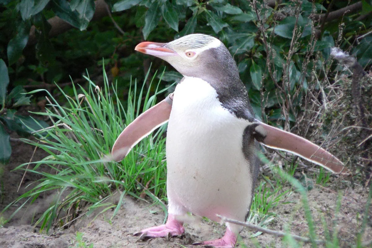 Geeloogpinguin gespot in het wild, tussen de struiken lopen op rotsgrond
